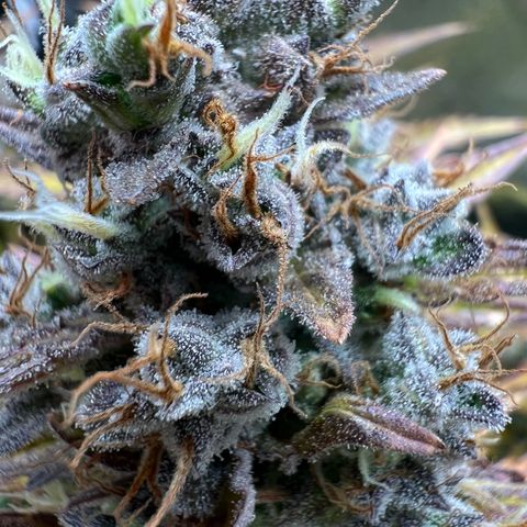 Lemonita growlog timeline photo