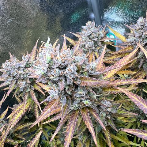 Lemonita growlog timeline photo