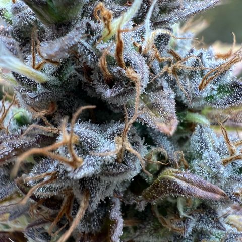 Lemonita growlog timeline photo
