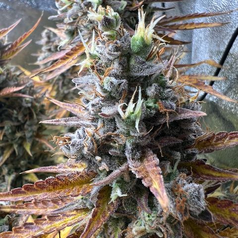 Lemonita growlog timeline photo