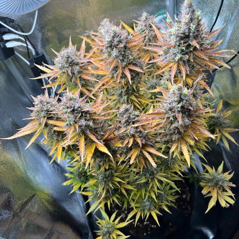 Lemonita growlog timeline photo