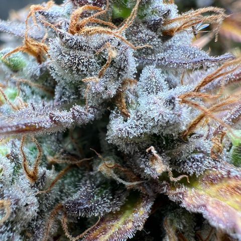Lemonita growlog timeline photo