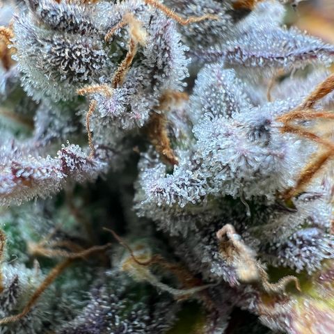 Lemonita growlog timeline photo