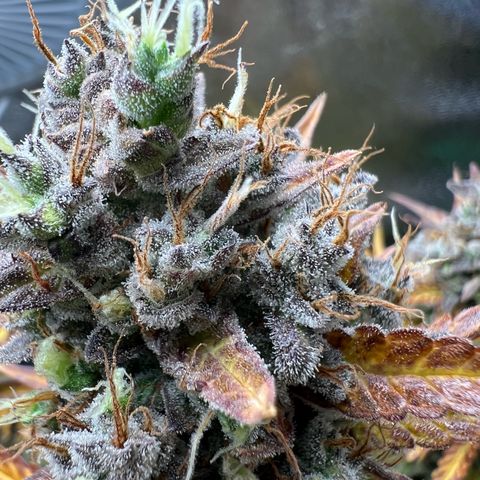 Lemonita growlog timeline photo