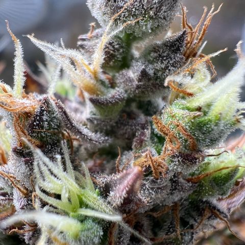 Lemonita growlog timeline photo