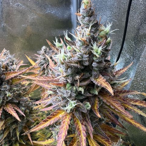 Lemonita growlog timeline photo