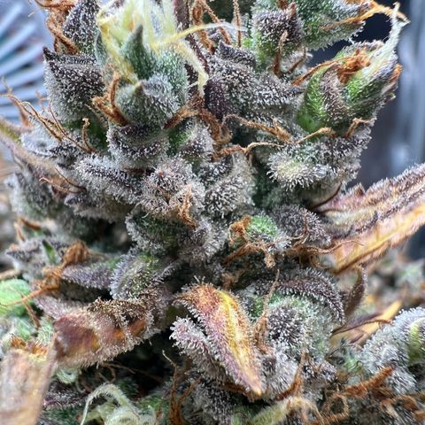 Lemonita growlog timeline photo