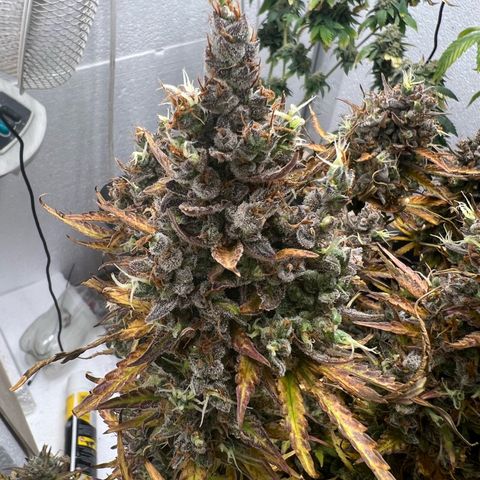 Lemonita growlog timeline photo