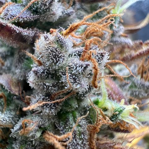 Lemonita growlog timeline photo