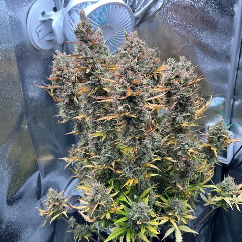 Lemonita growlog timeline photo