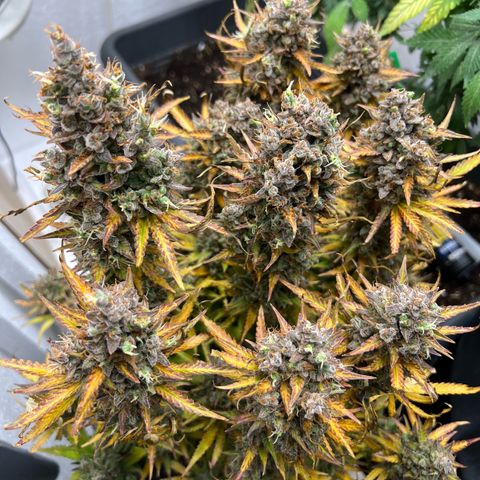Lemonita growlog timeline photo