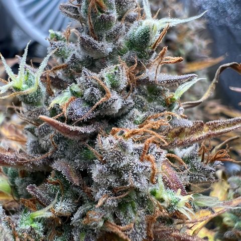 Lemonita growlog timeline photo