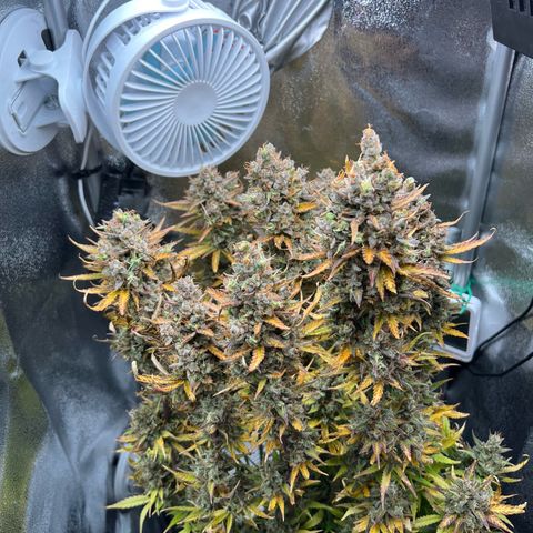 Lemonita growlog timeline photo