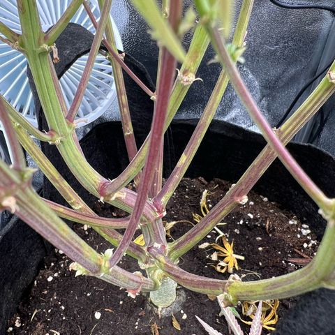 Lemonita growlog timeline photo
