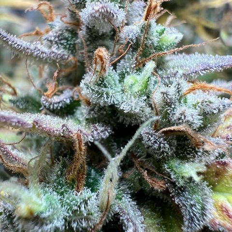 Lemonita growlog timeline photo