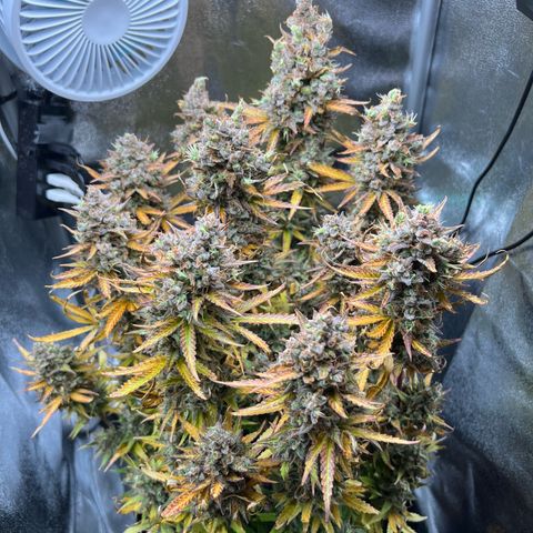 Lemonita growlog timeline photo