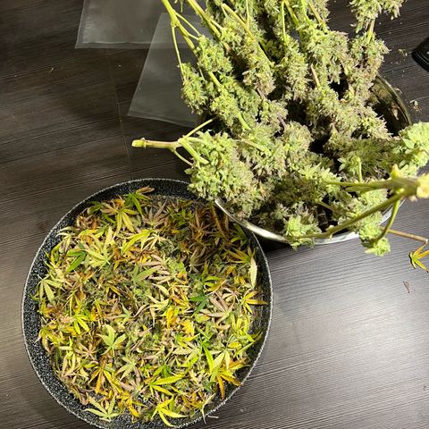 Lemonita growlog timeline photo