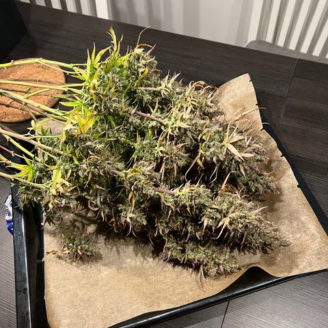 Lemonita growlog timeline photo