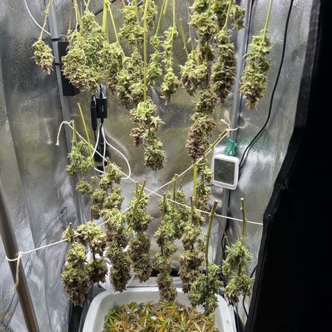 Lemonita growlog timeline photo