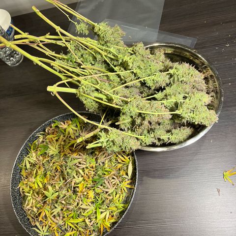 Lemonita growlog timeline photo