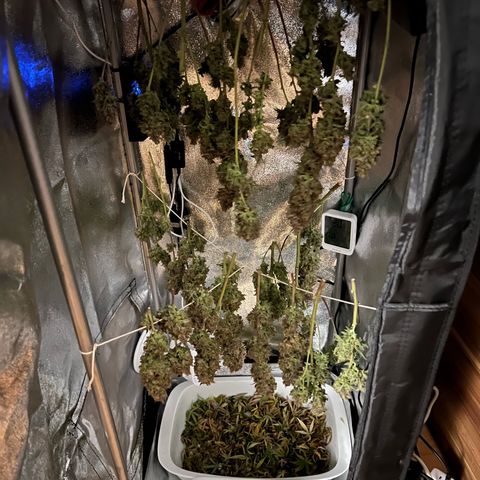 Lemonita growlog timeline photo