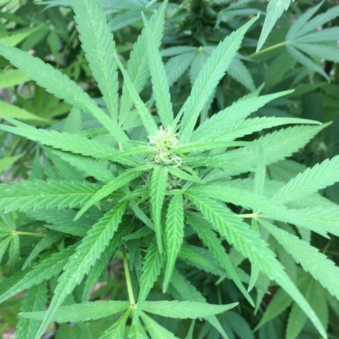 Candyland Left growlog timeline photo
