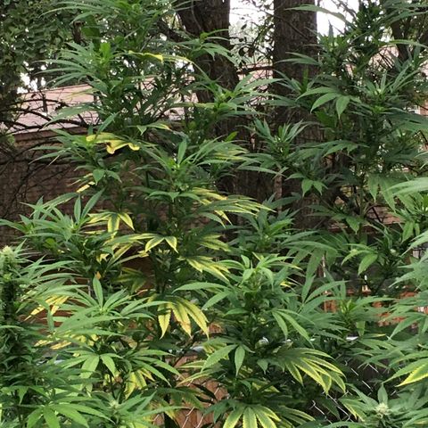 Candyland Left growlog timeline photo