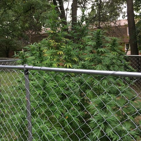 Candyland Left growlog timeline photo