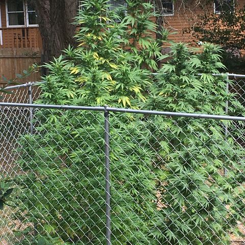 Candyland Left growlog timeline photo