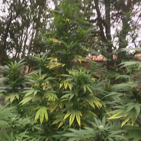 Candyland Left growlog timeline photo