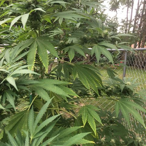 Candyland Left growlog timeline photo