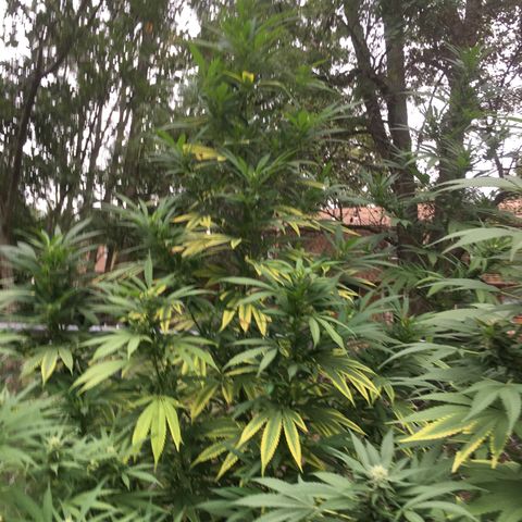Candyland Left growlog timeline photo