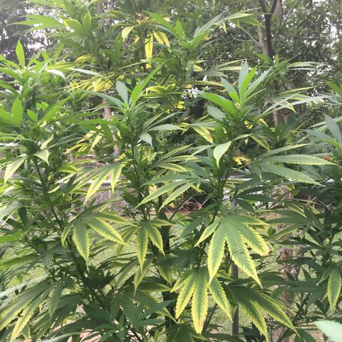 Candyland Left growlog timeline photo