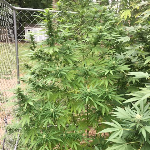 Candyland Left growlog timeline photo