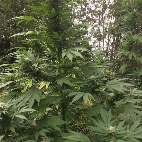 Candyland Left growlog timeline photo