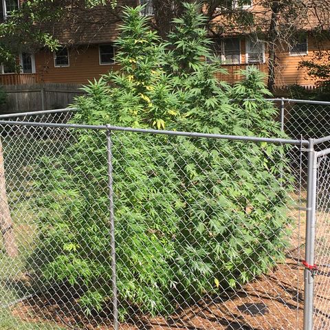 Candyland Left growlog timeline photo