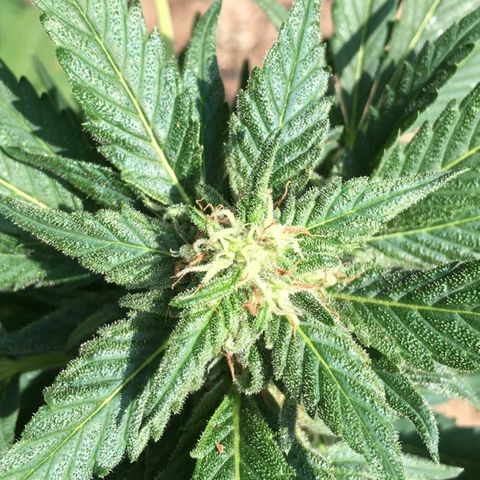 Candyland Left growlog timeline photo