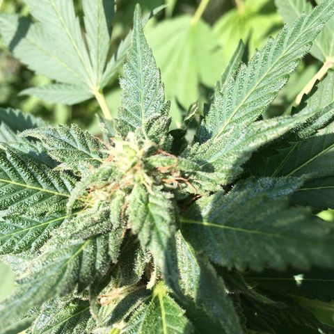 Candyland Left growlog timeline photo
