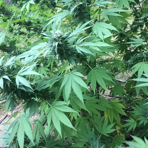 Candyland Left growlog timeline photo