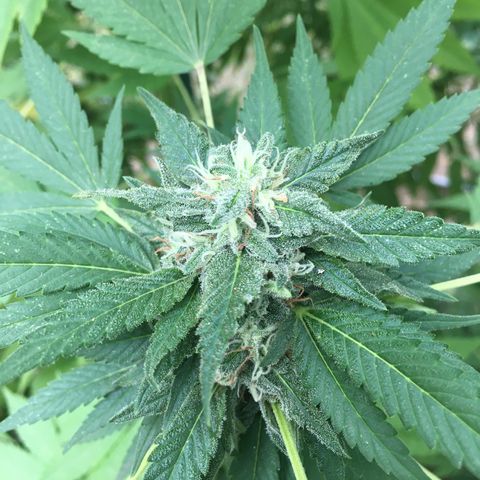 Candyland Left growlog timeline photo