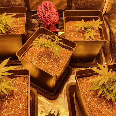 Critical growlog photo: Topping (coupe)