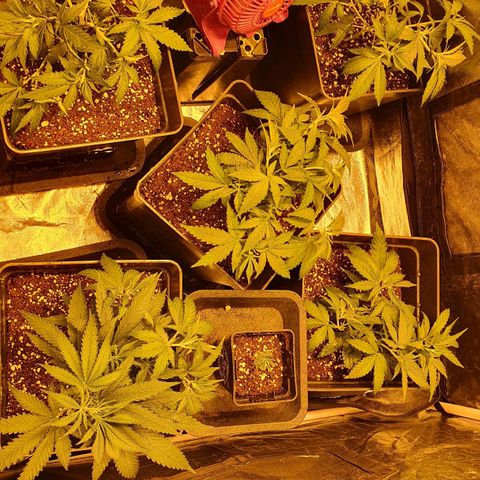 Critical growlog timeline photo