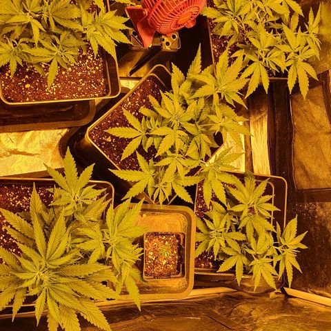 Critical growlog timeline photo