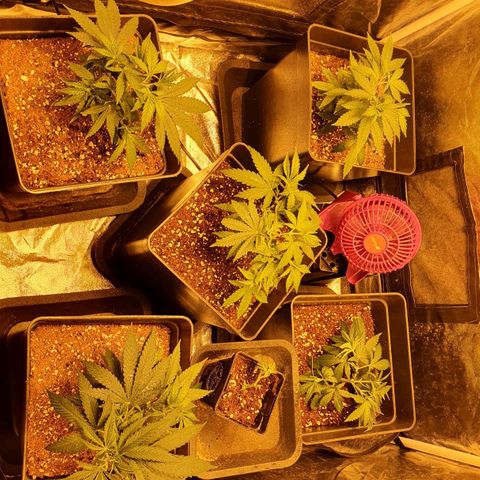 Critical growlog timeline photo