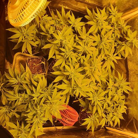Critical growlog timeline photo