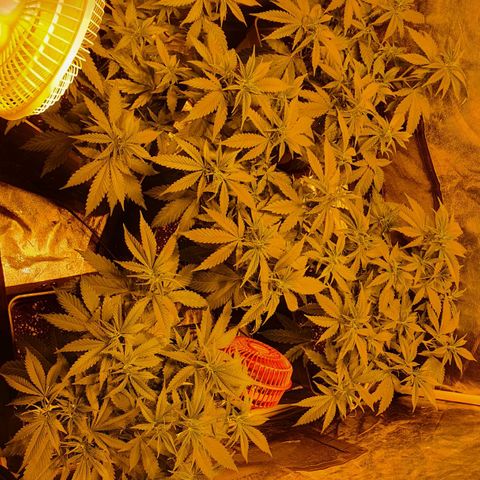 Critical growlog timeline photo