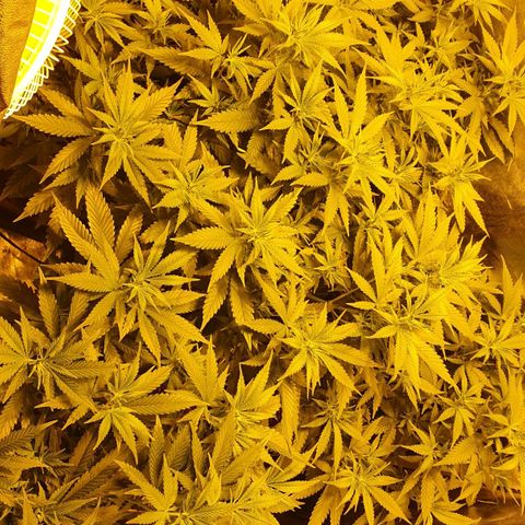 Critical growlog timeline photo