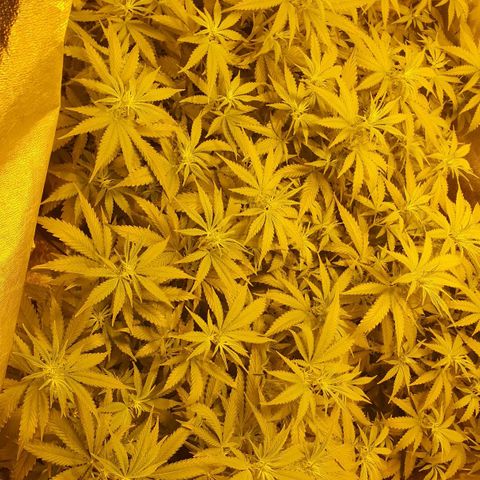 Critical growlog timeline photo