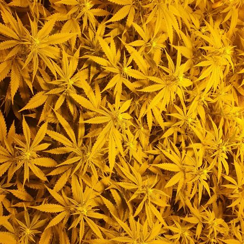 Critical growlog timeline photo