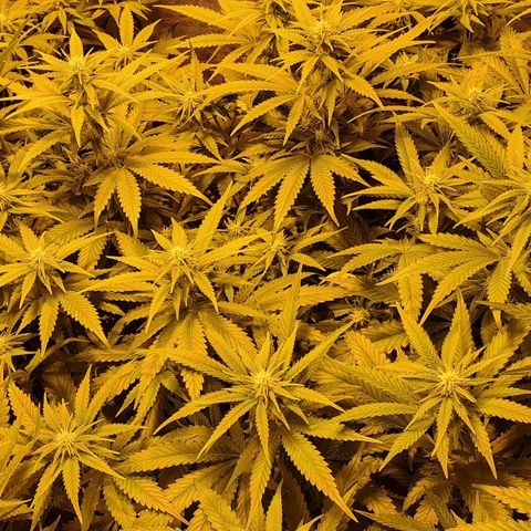 Critical growlog timeline photo